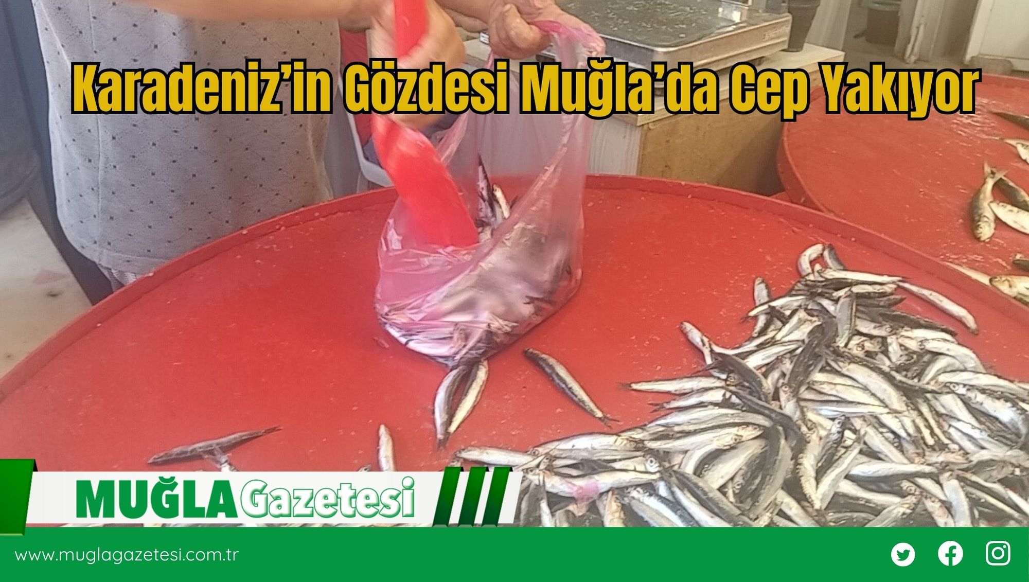 Karadeniz’in Gözdesi Muğla’da Cep Yakıyor