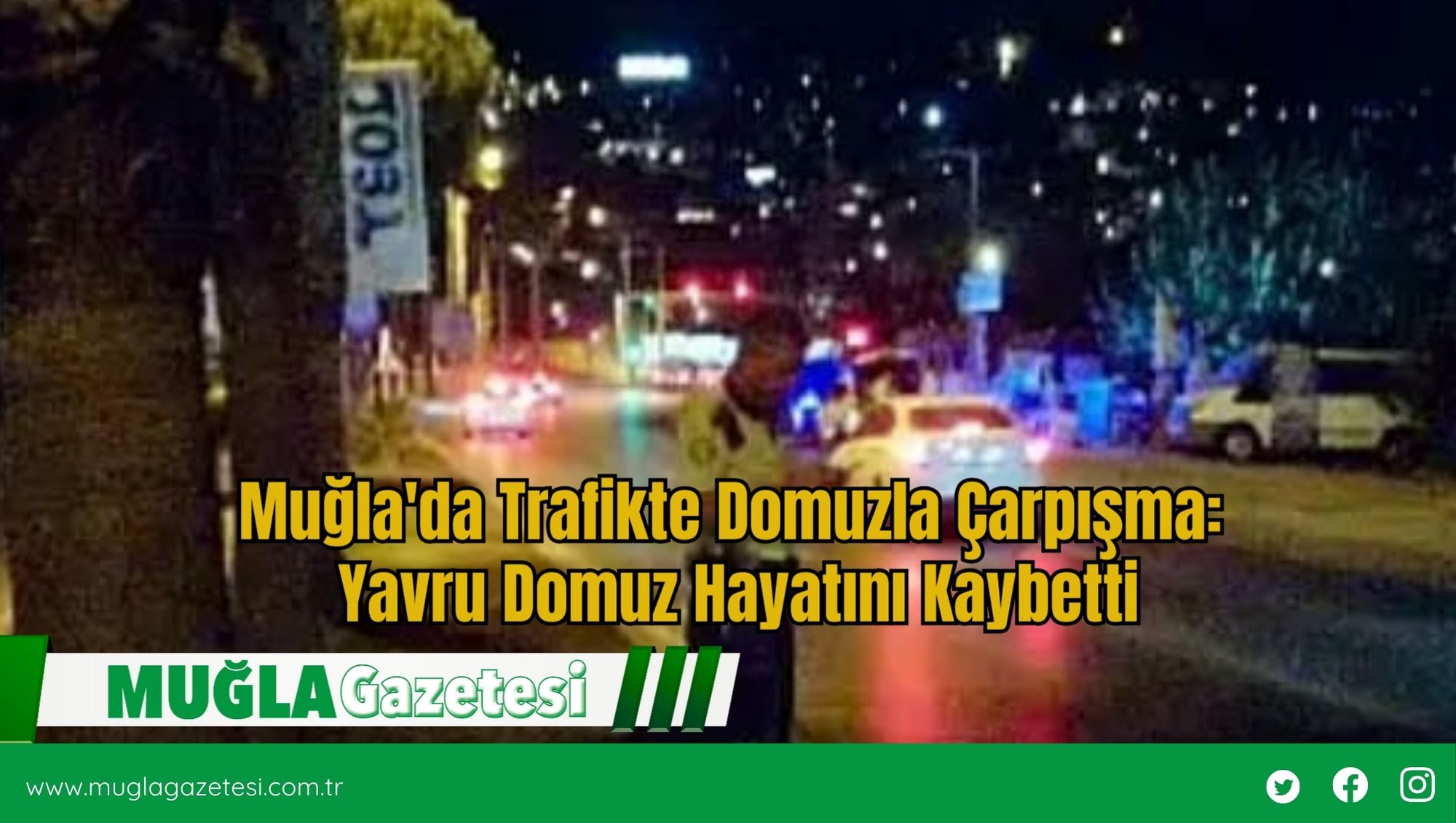 Muğla'da Trafikte Domuzla Çarpışma: Yavru Domuz Hayatını Kaybetti