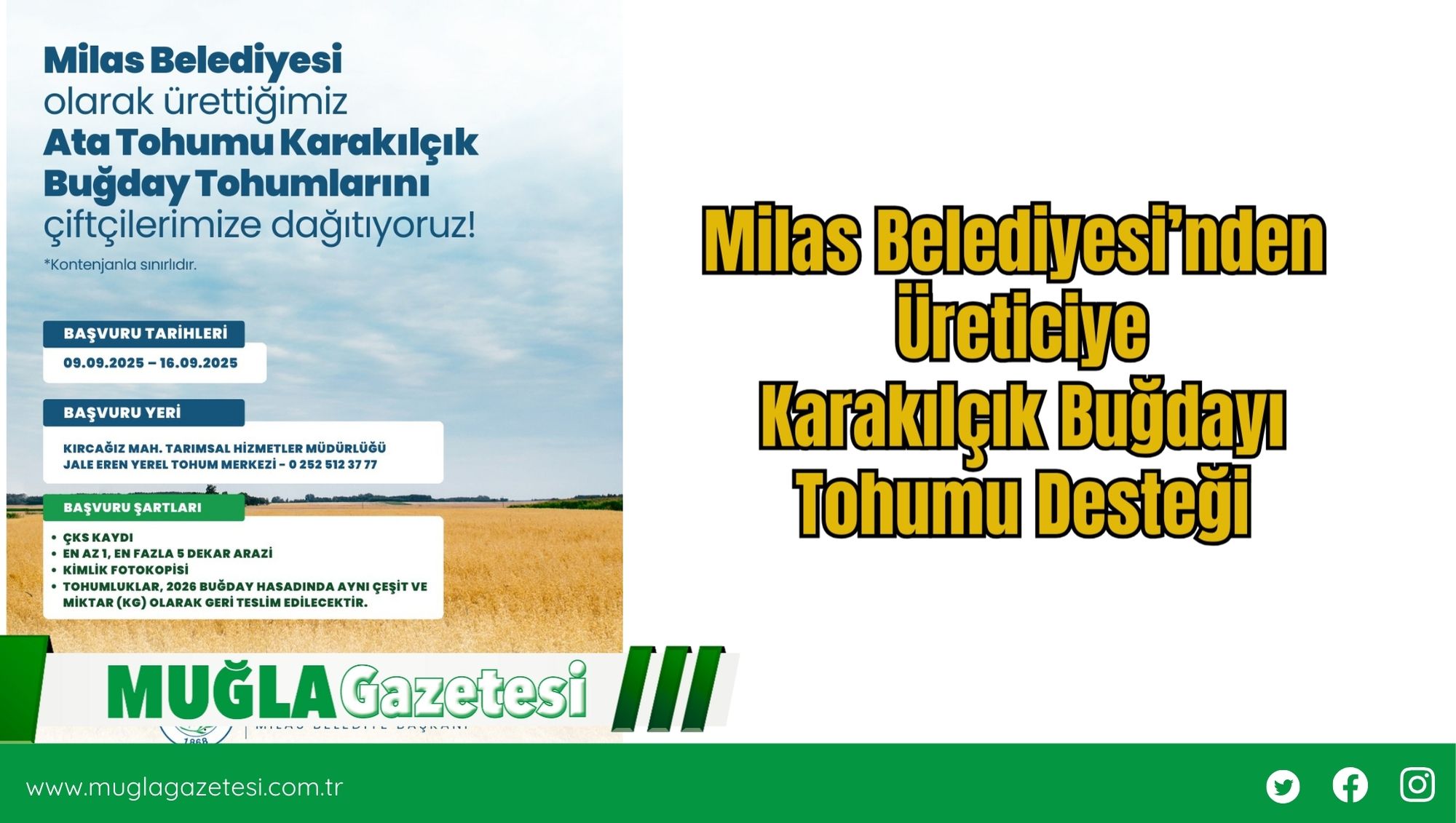 Milas Belediyesi’nden Üreticiye Karakılçık Buğdayı Tohumu Desteği