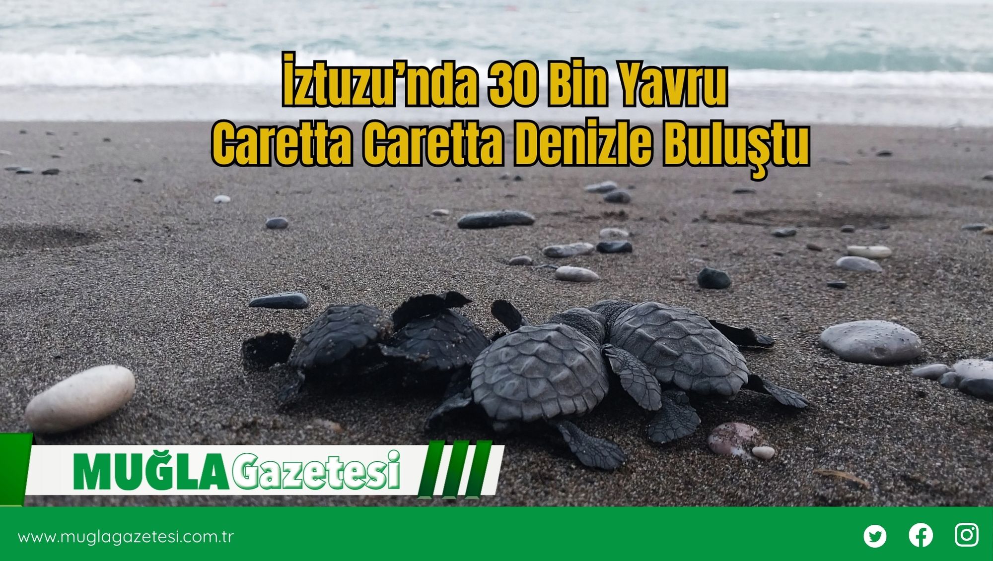 İztuzu’nda 30 Bin Yavru Caretta Caretta Denizle Buluştu