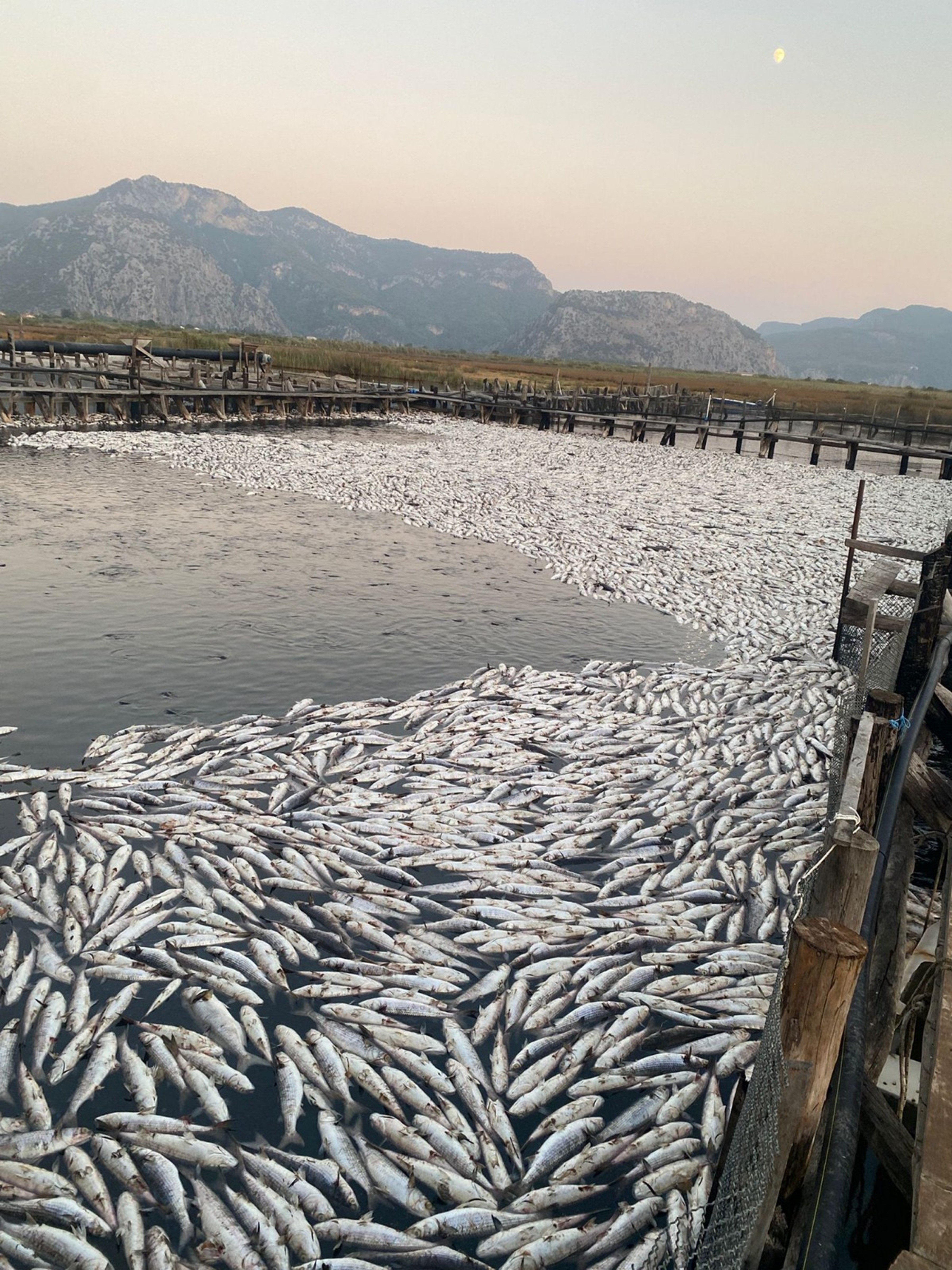 Muğla’da DALKO’nun Balık Havuzlarında Tonlarca Balık Telef Oldu