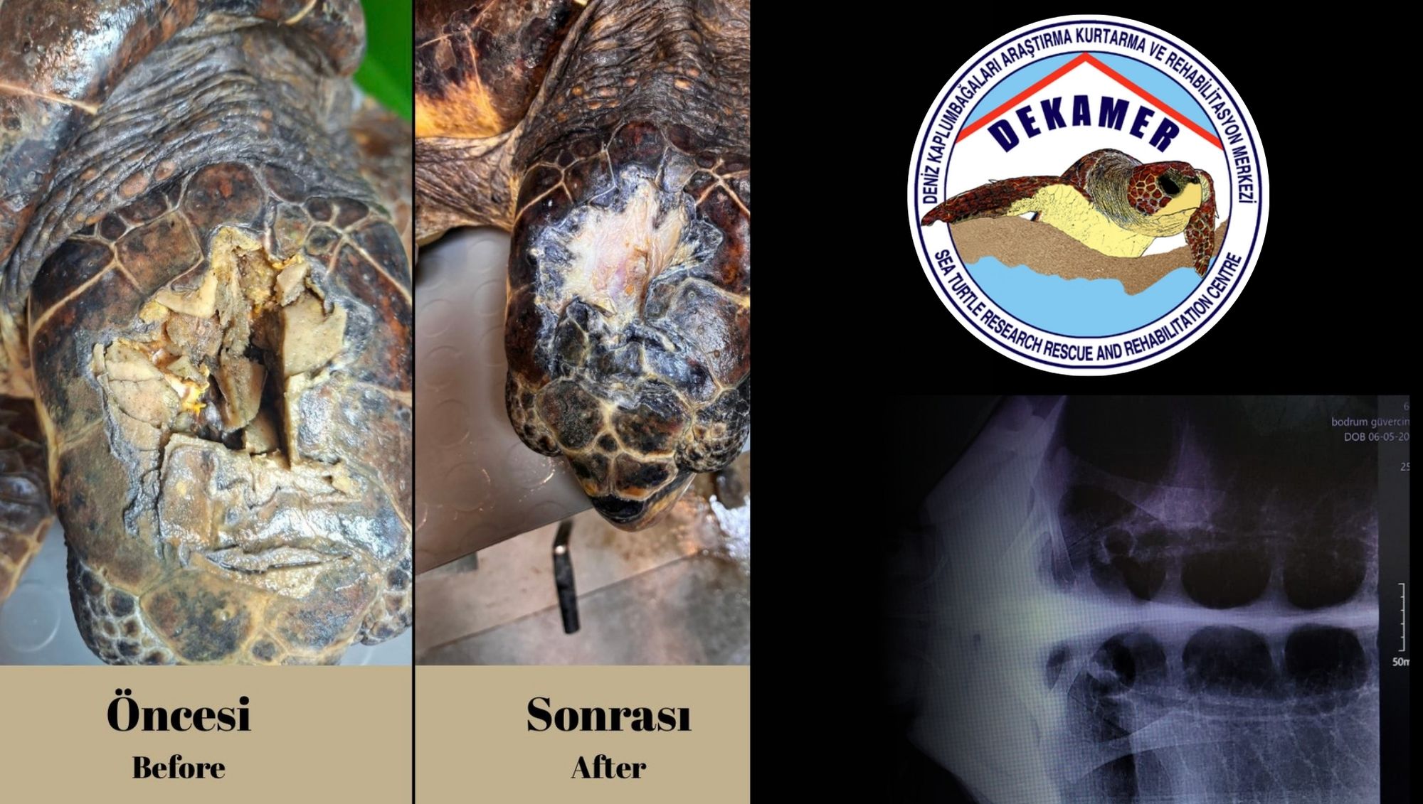 DEKAMER’den Olcay Adlı Kaplumbağadan Sevindirici Haber Geldi