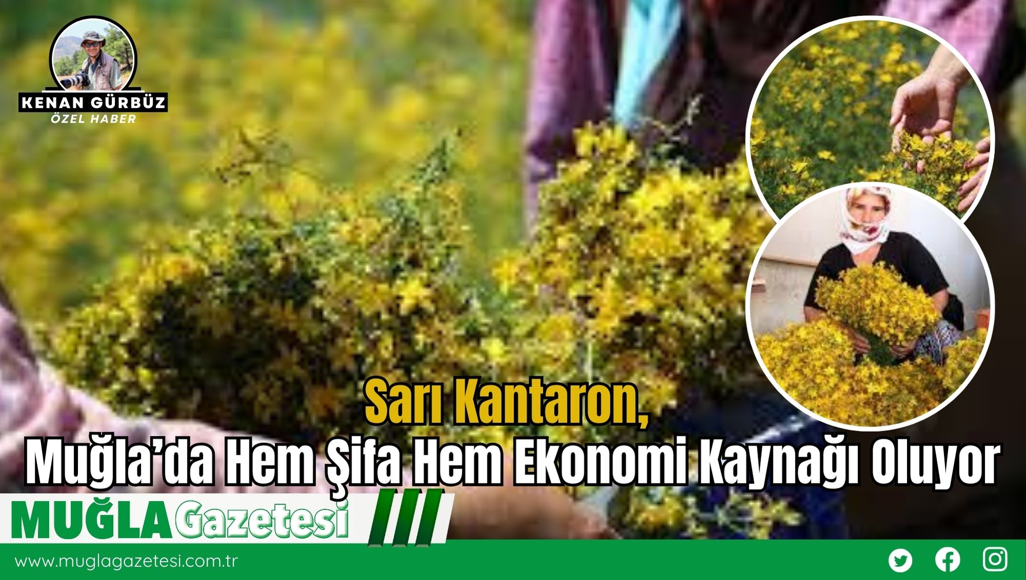 Sarı Kantaron, Muğla’da Hem Şifa Hem Ekonomi Kaynağı Oluyor