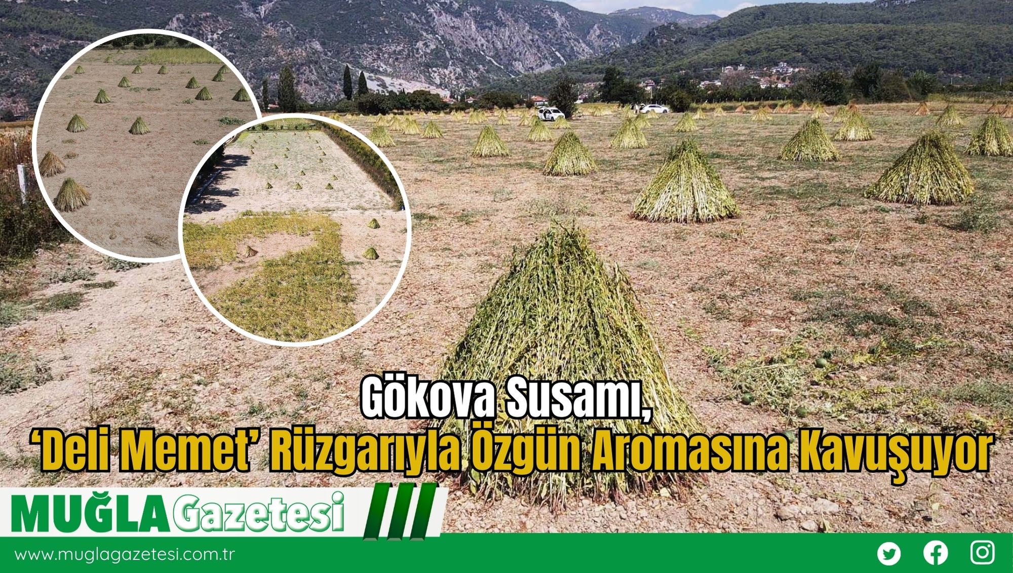 Gökova Susamı, ‘Deli Memet’ Rüzgarıyla Özgün Aromasına Kavuşuyor
