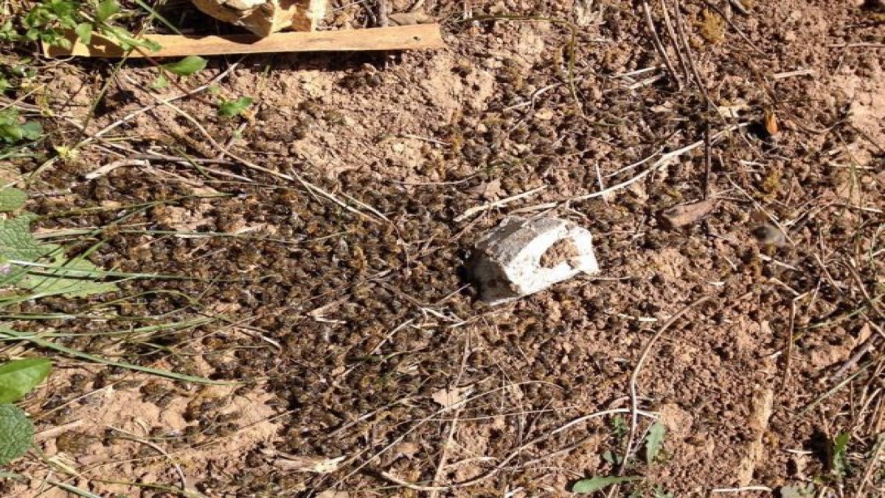 Bilinçsiz ilaçlama arıları telef ediyor