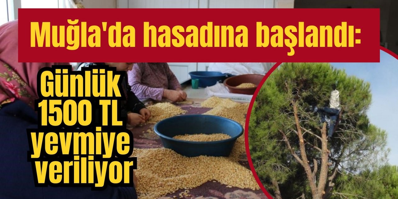 Muğla'da hasadına başlandı: Günlük 1500 TL yevmiye veriliyor