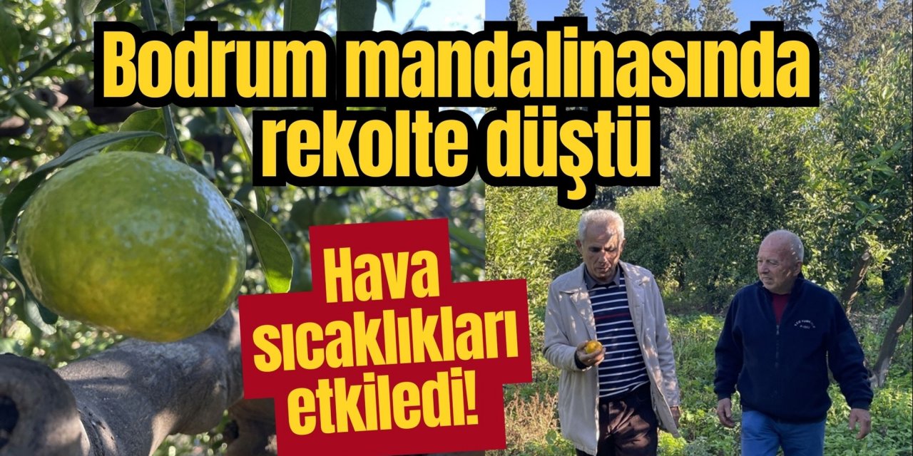 Muğla'da mandalina rekoltesi düştü, Hava sıcaklıkları etkiledi!