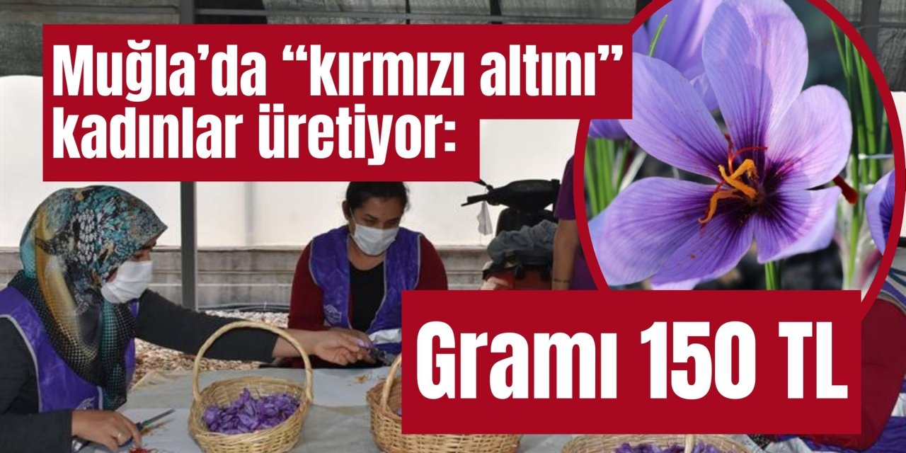 Muğla’da “kırmızı altını” kadınlar üretiyor: Gramı 150 TL