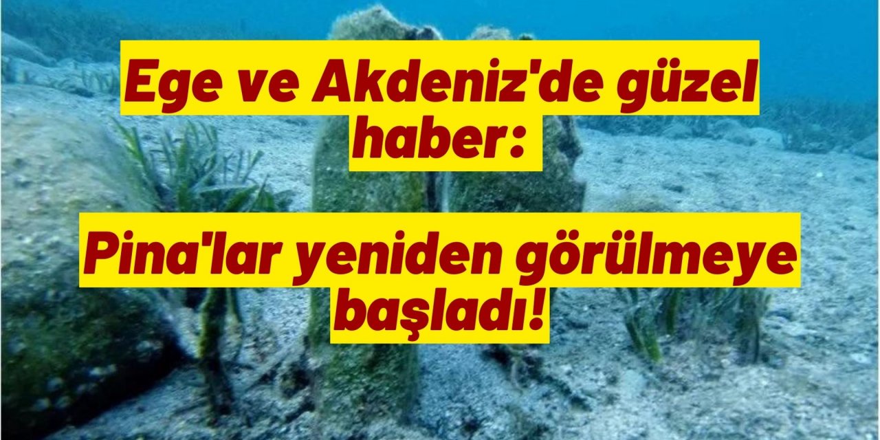 Ege ve Akdeniz'de güzel haber: Pina'lar yeniden görülmeye başladı!
