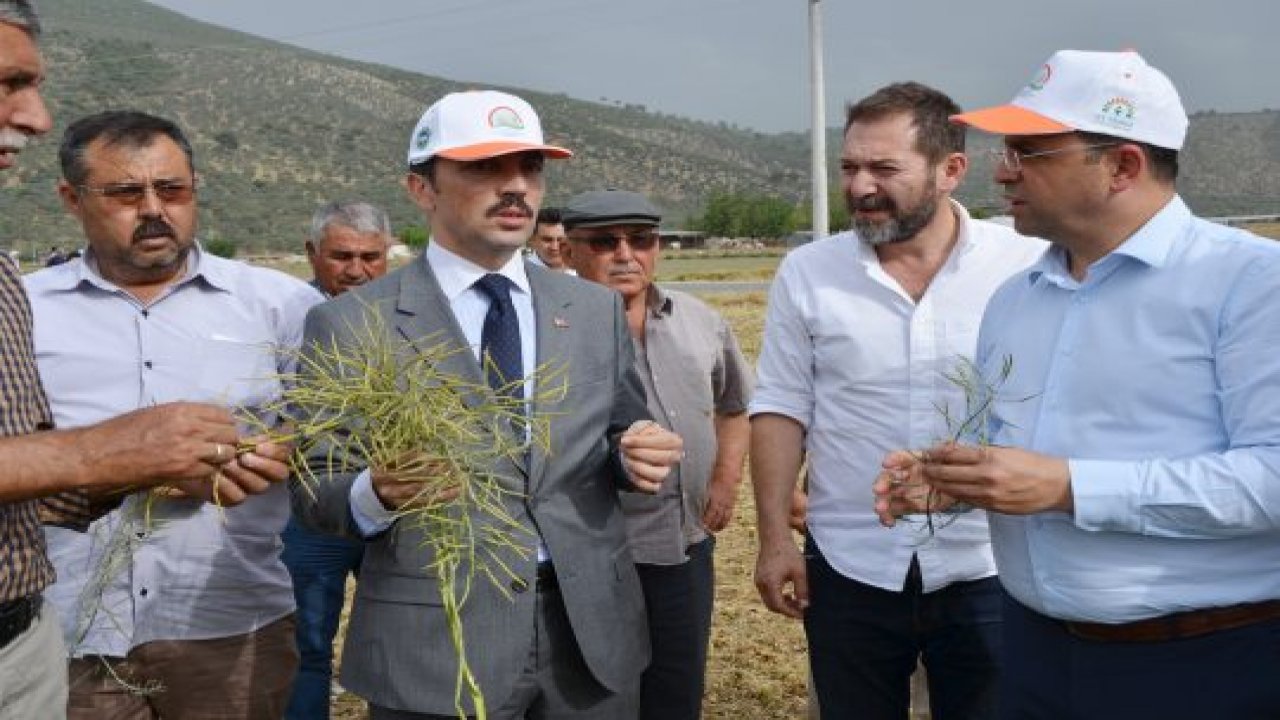 ‘Ot tipi yem şalgamı’ tarla gününde tanıtıldı