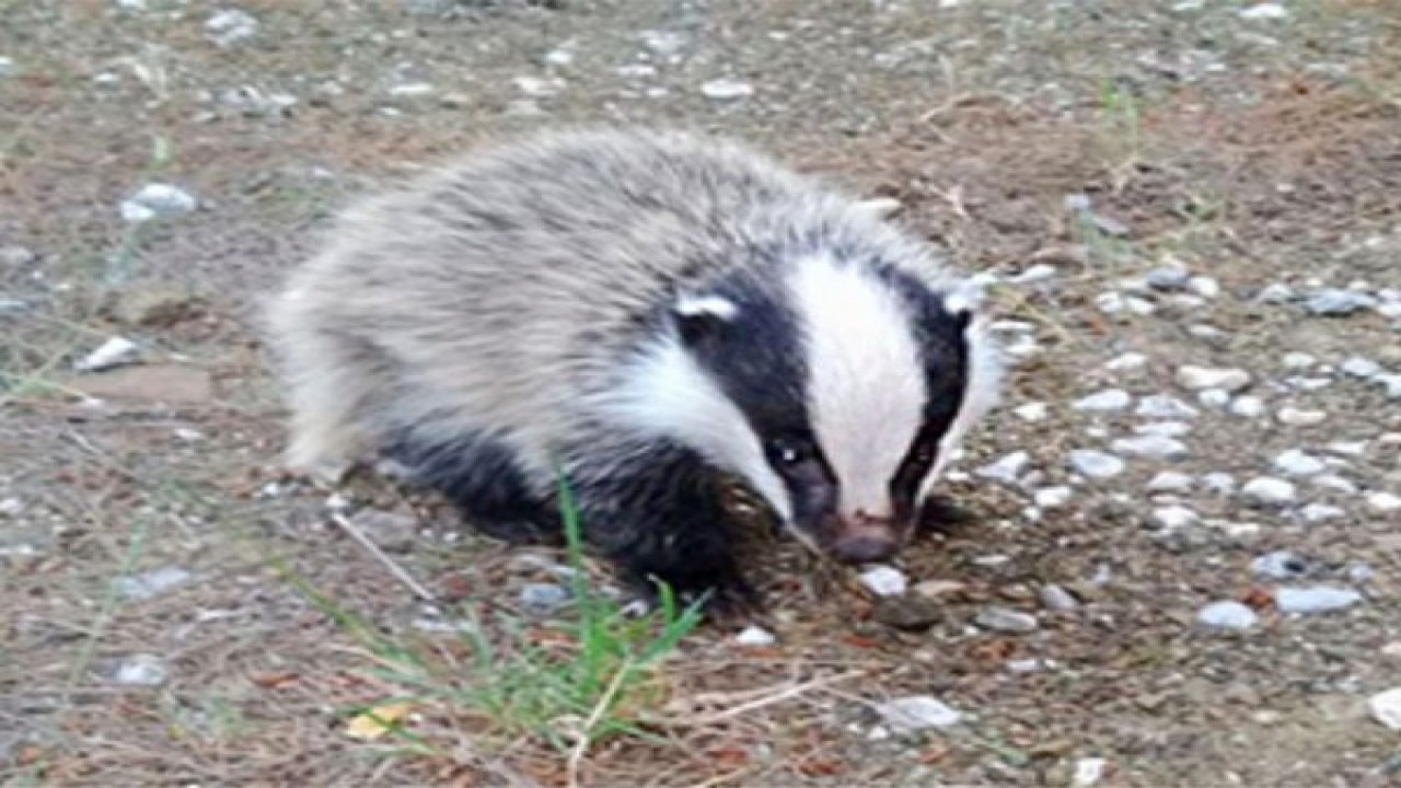 Yavru porsuk emin ellerde