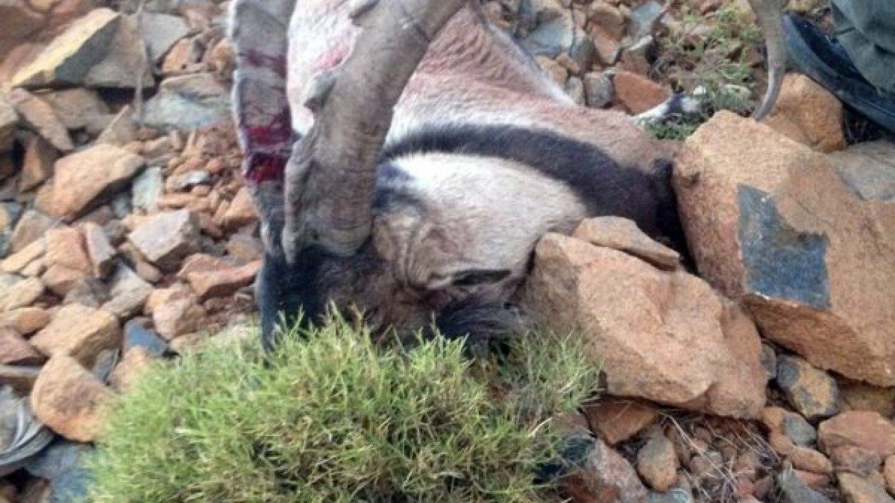 Yılbaşında yemek için dağ keçisi vurmuş