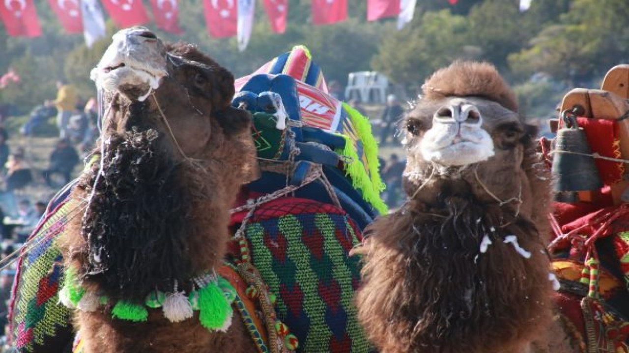 Deve Güreşleri Yoğun İlgi Gördü