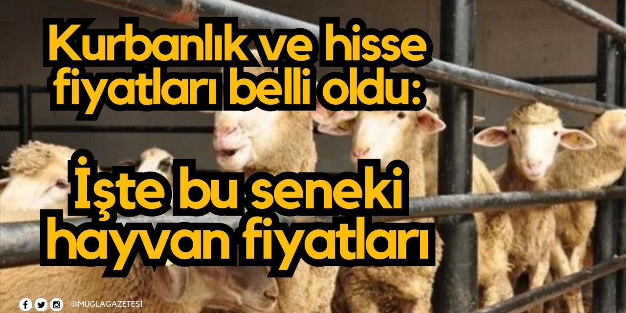 Kurbanlık ve hisse fiyatları belli oldu: İşte bu seneki hayvan fiyatları