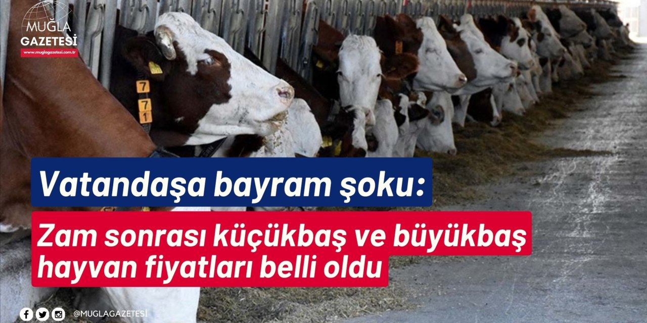 Vatandaşa bayram şoku: Zam sonrası küçükbaş ve büyükbaş hayvan fiyatları belli oldu