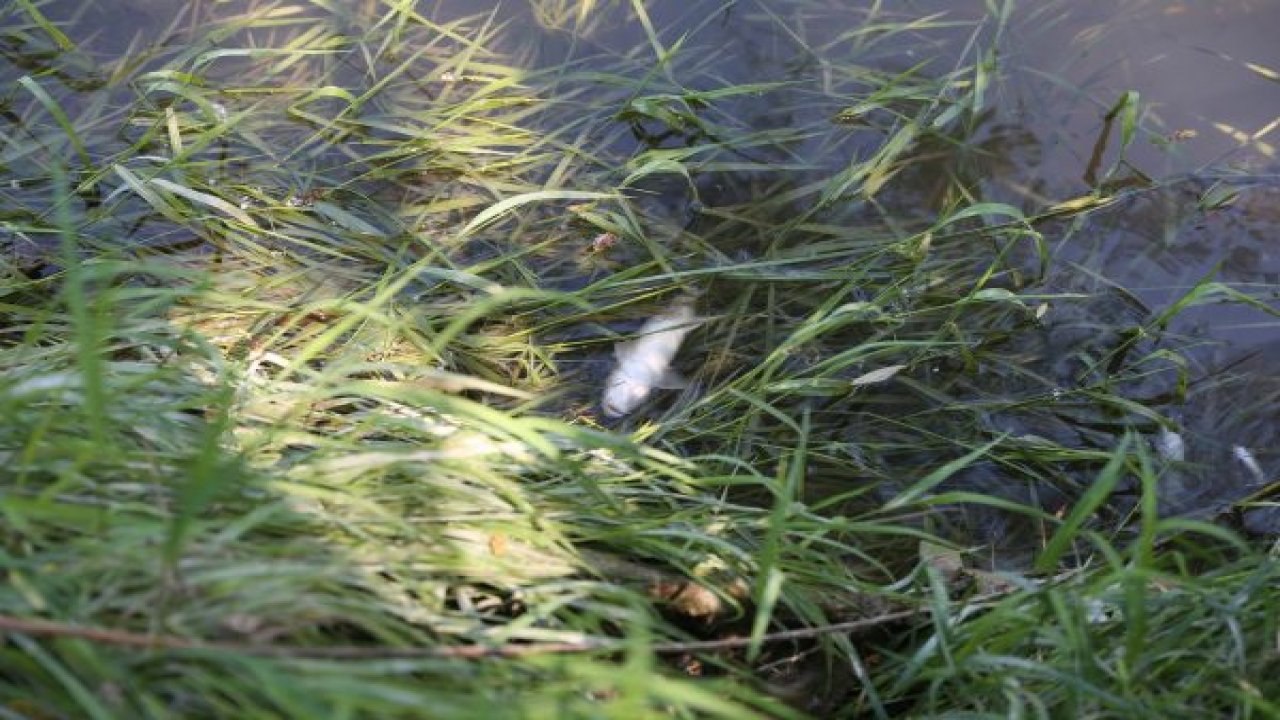 Yüzlerce çay balığı telef oldu