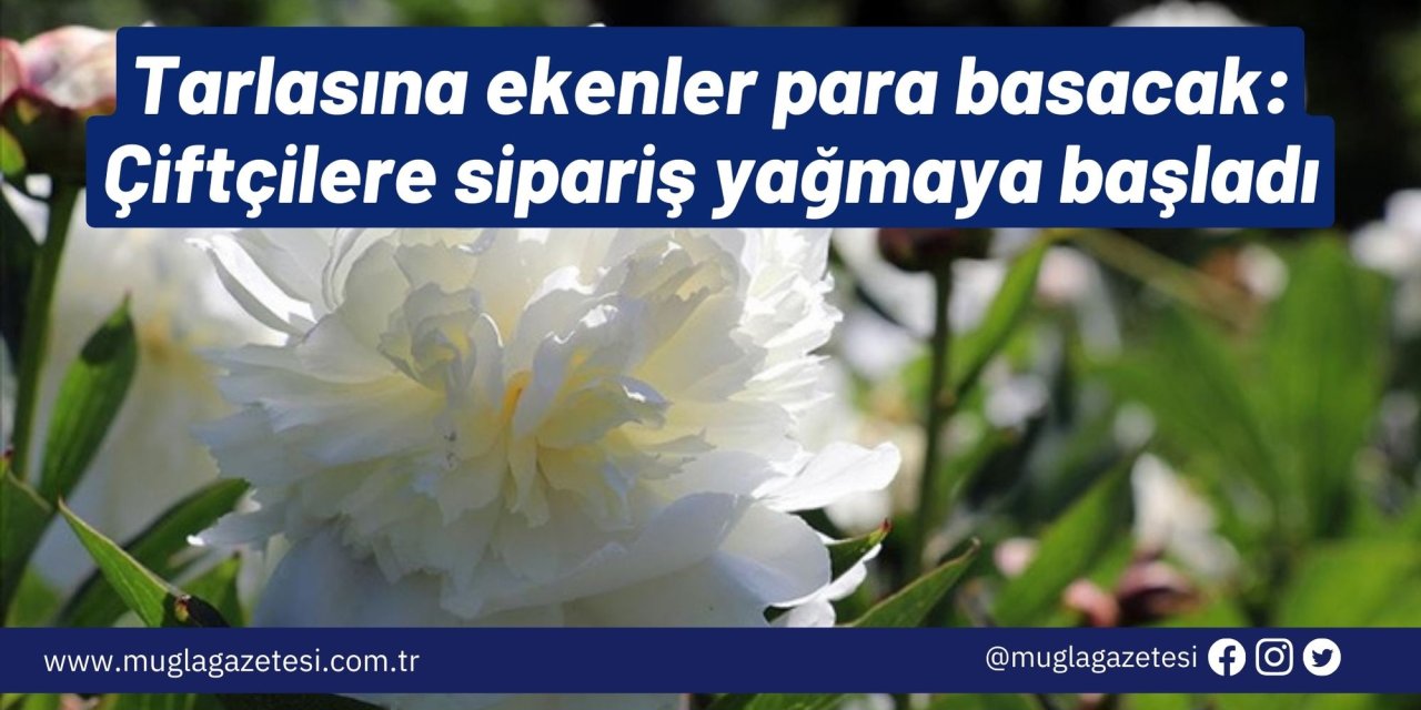 Tarlasına ekenler para basacak: Çiftçilere sipariş yağmaya başladı