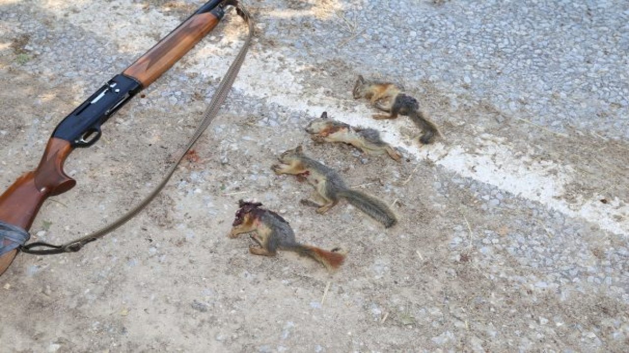 Jandarma sincap katliamına “dur” dedi