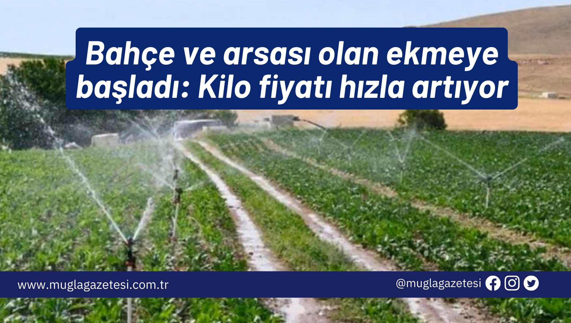 Bahçe ve arsası olan ekmeye başladı: Kilo fiyatı hızla artıyor