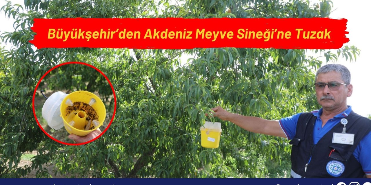 Büyükşehir’den Akdeniz Meyve Sineği’ne Tuzak