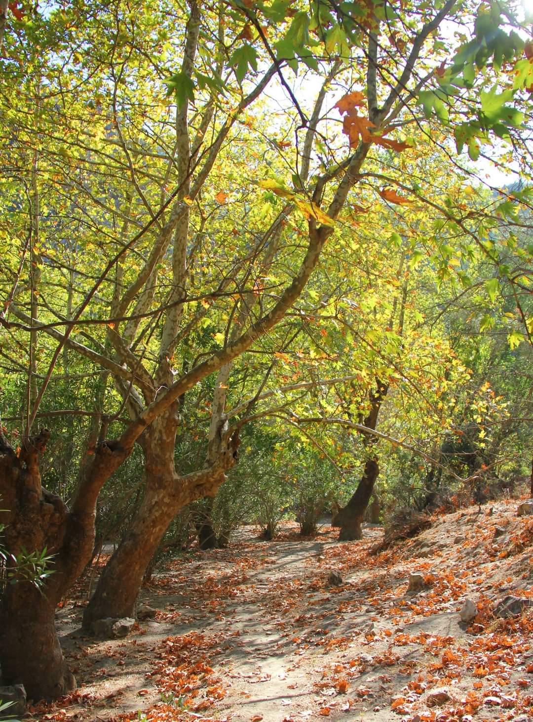 Muğla’nın Saklı Kalmış Cennetinden Bir Köşe: Uyku Vadisi