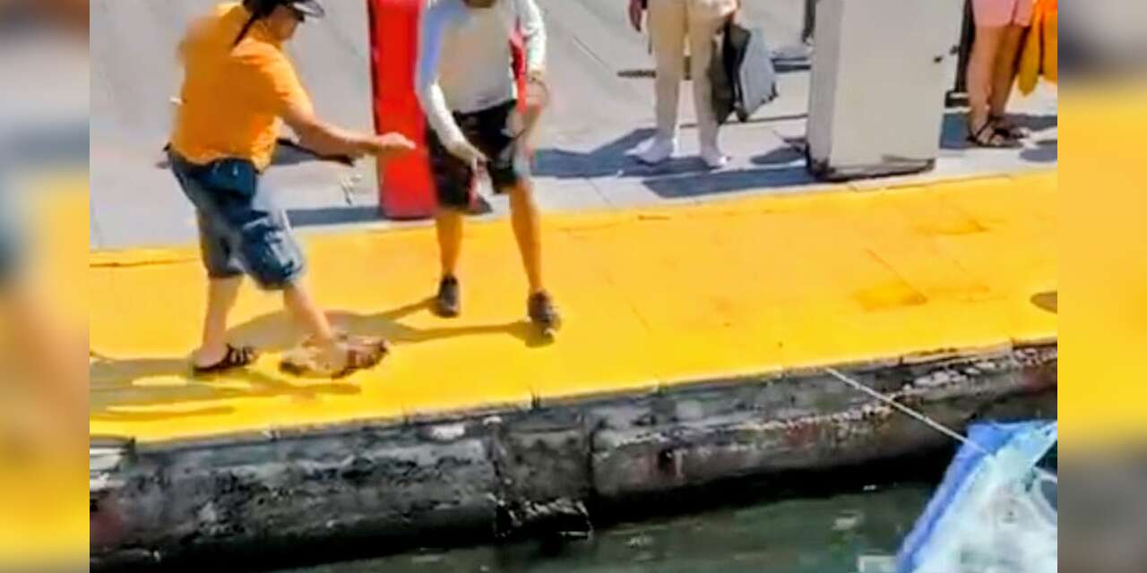 Bodrum Limanı'nda Koruma Altındaki Balık Katledildi