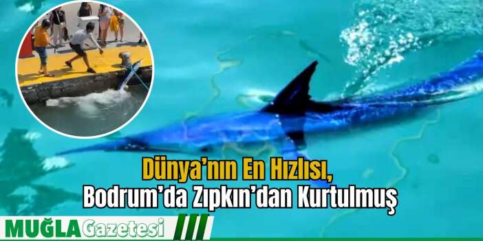 Dünya’nın En Hızlısı, Bodrum’da Zıpkın’dan Kurtulmuş
