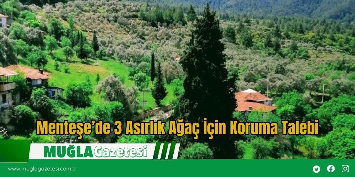 Menteşe’de 3 Asırlık Ağaç İçin Koruma Talebi