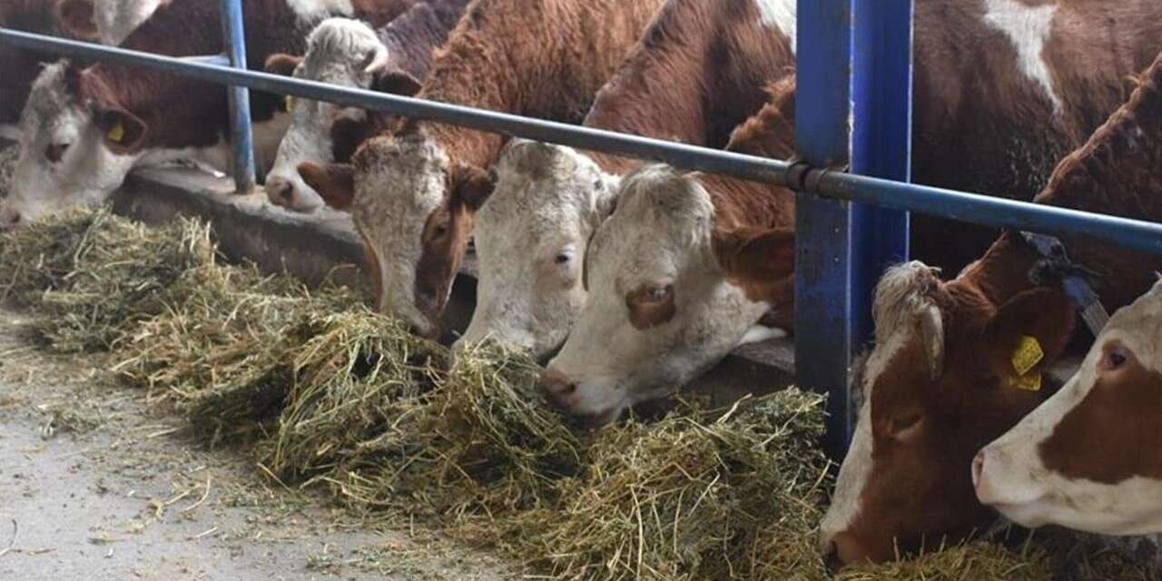 Muğla'da O İlçede Hastalık Alarmı