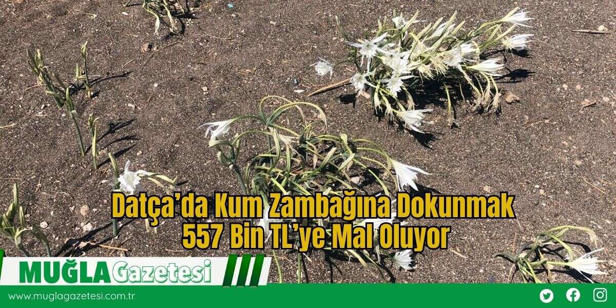 Datça’da Kum Zambağına Dokunmak 557 Bin TL’ye Mal Oluyor