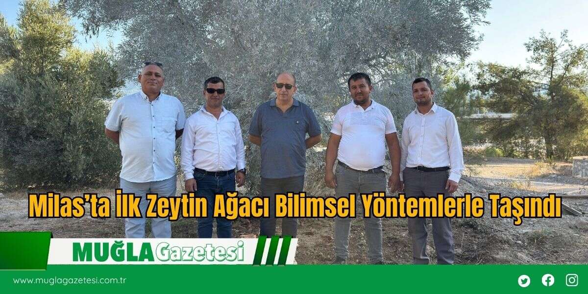 Milas’ta İlk Zeytin Ağacı Bilimsel Yöntemlerle Taşındı