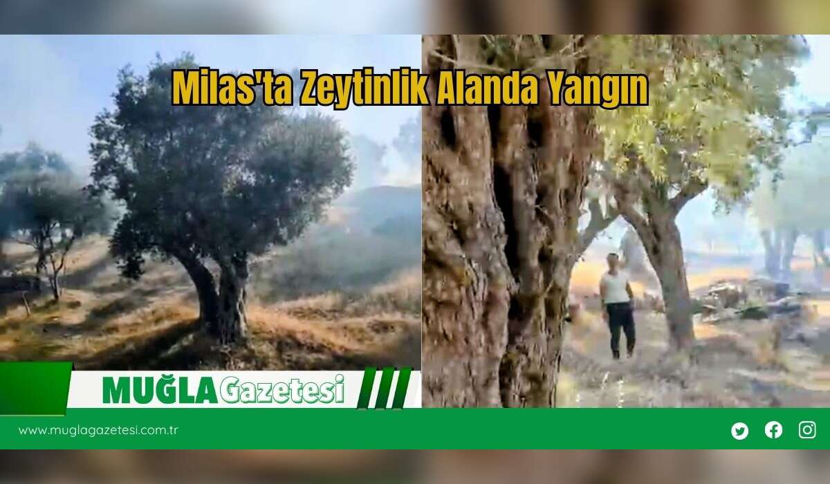 Milas'ta Zeytinlik Alanda Yangın