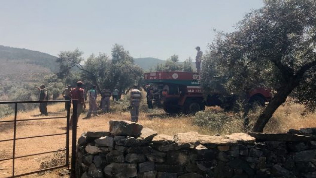 Milas’ta zeytinlik yangını