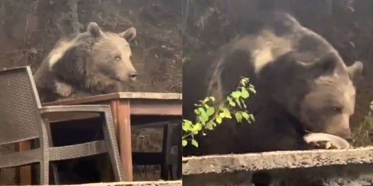 Sıra dışı Misafir: Lokantaya Giren Ayı Masaya Oturup Servis Bekledi!