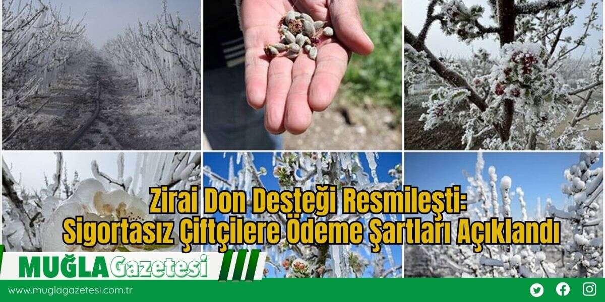Zirai Don Desteği Resmileşti: Sigortasız Çiftçilere Ödeme Şartları Açıklandı