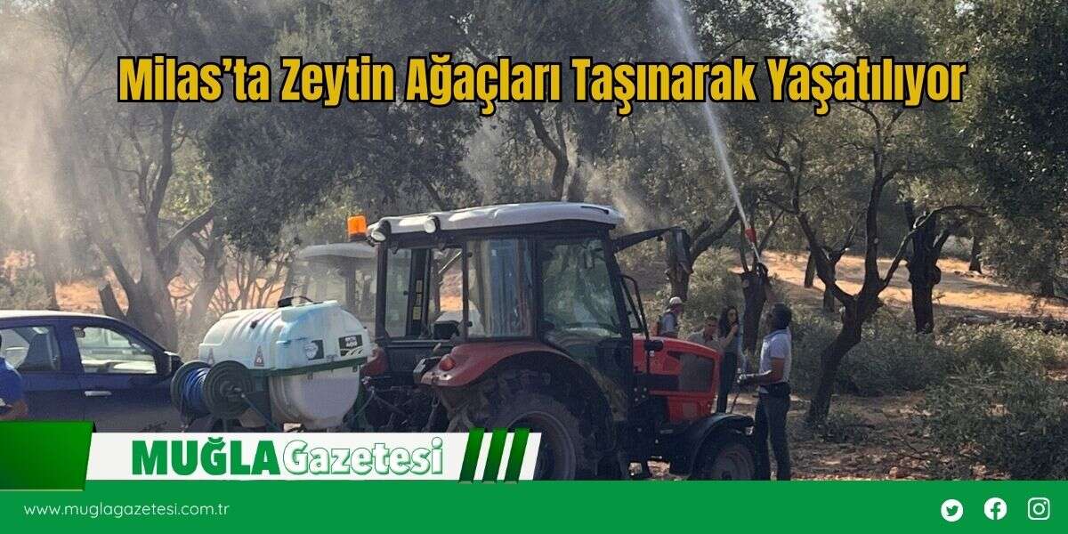 Milas’ta Zeytin Ağaçları Taşınarak Yaşatılıyor
