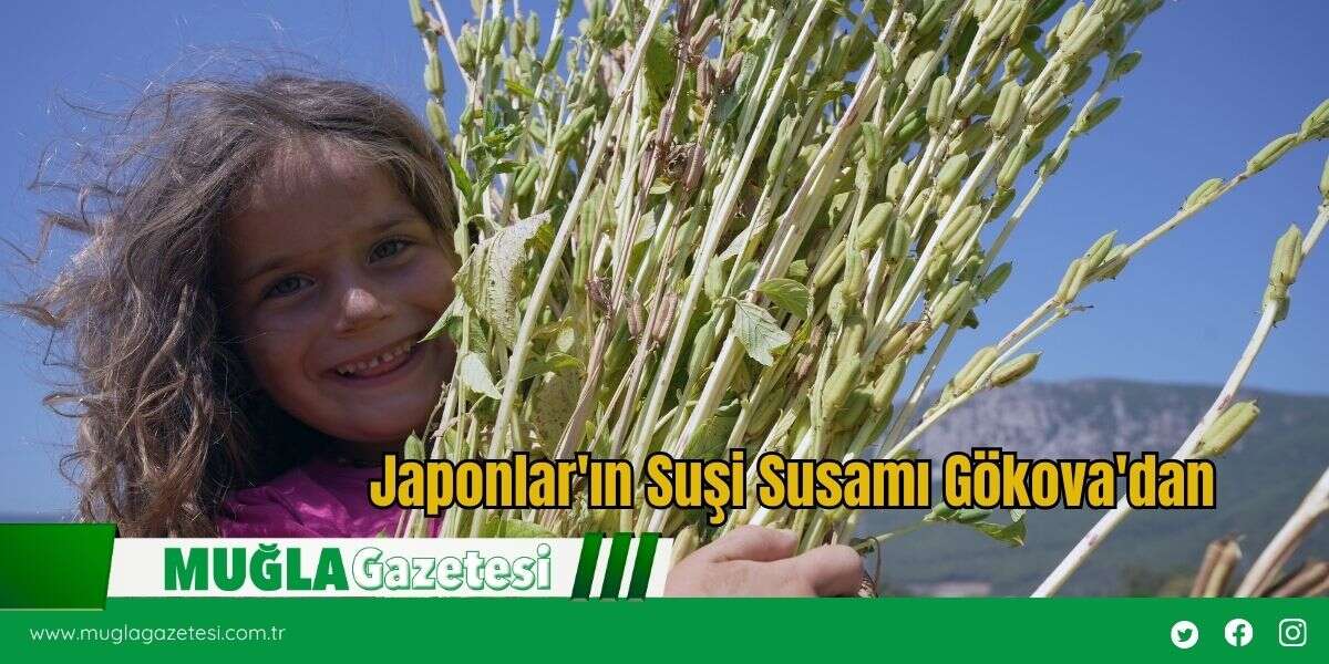 Japonlar'ın Suşi Susamı Gökova'dan
