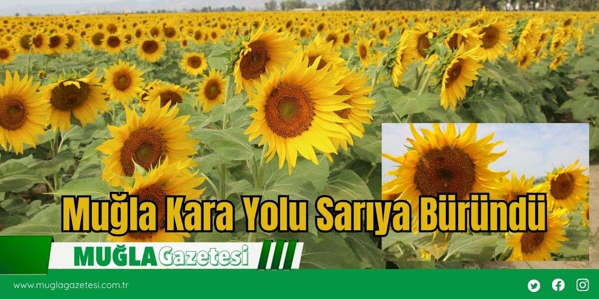 Muğla Kara Yolu Sarıya Büründü