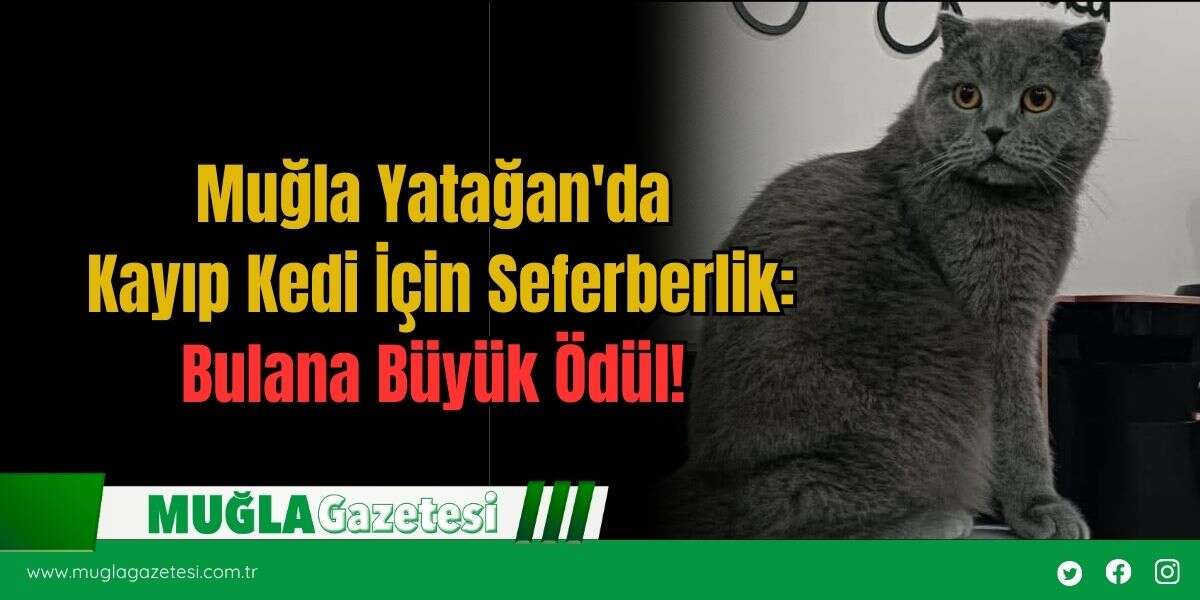 Muğla Yatağan'da Kayıp Kedi İçin Seferberlik: Bulana Büyük Ödül!