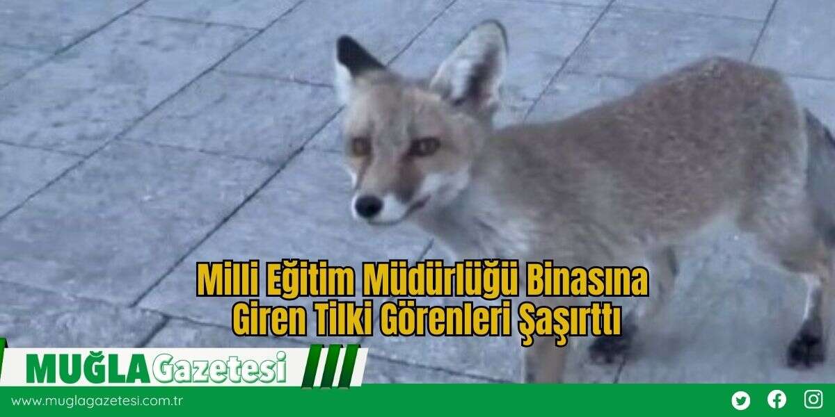 Milli Eğitim Müdürlüğü Binasına Giren Tilki Görenleri Şaşırttı