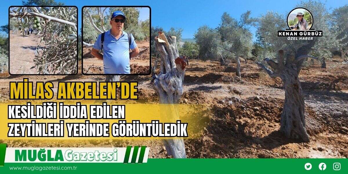Milas Akbelen’de Kesildiği İddia Edilen Zeytinleri Yerinde Görüntüledik