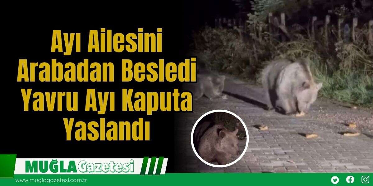Ayı Ailesini Arabadan Besledi, Yavru Ayı Kaputa Yaslandı