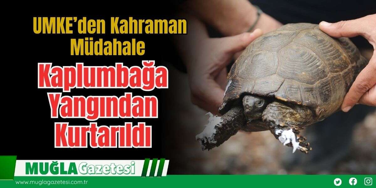 UMKE’den Kahraman Müdahale: Kaplumbağa Yangından Kurtarıldı