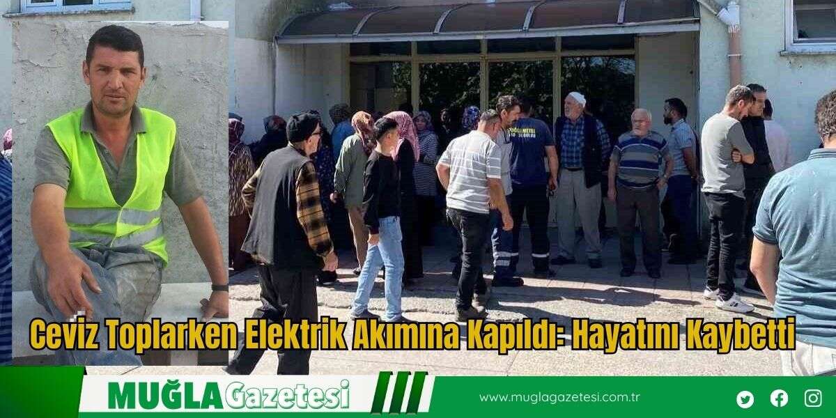 Ceviz Toplarken Elektrik Akımına Kapıldı: Hayatını Kaybetti