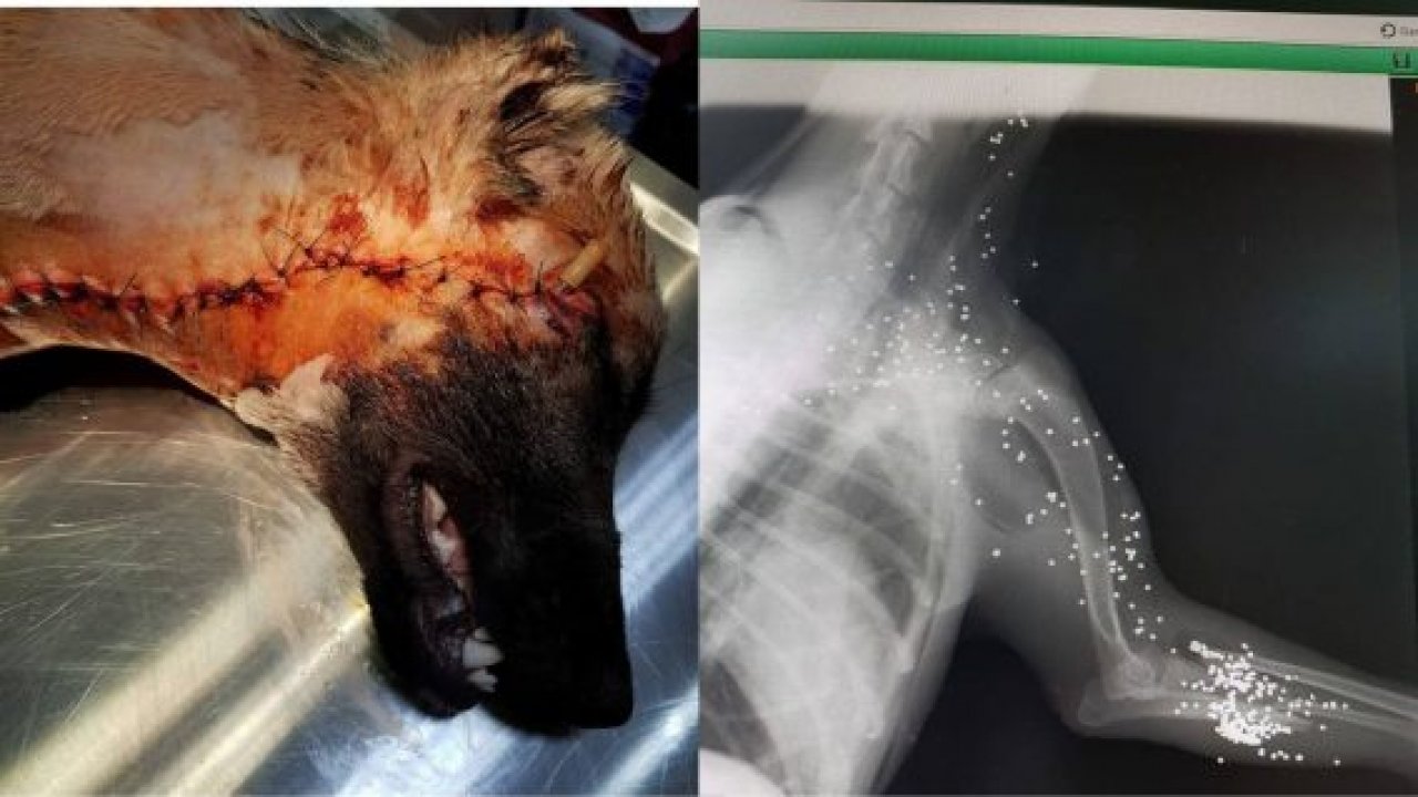 Köpeğin vücudunda 300 saçma