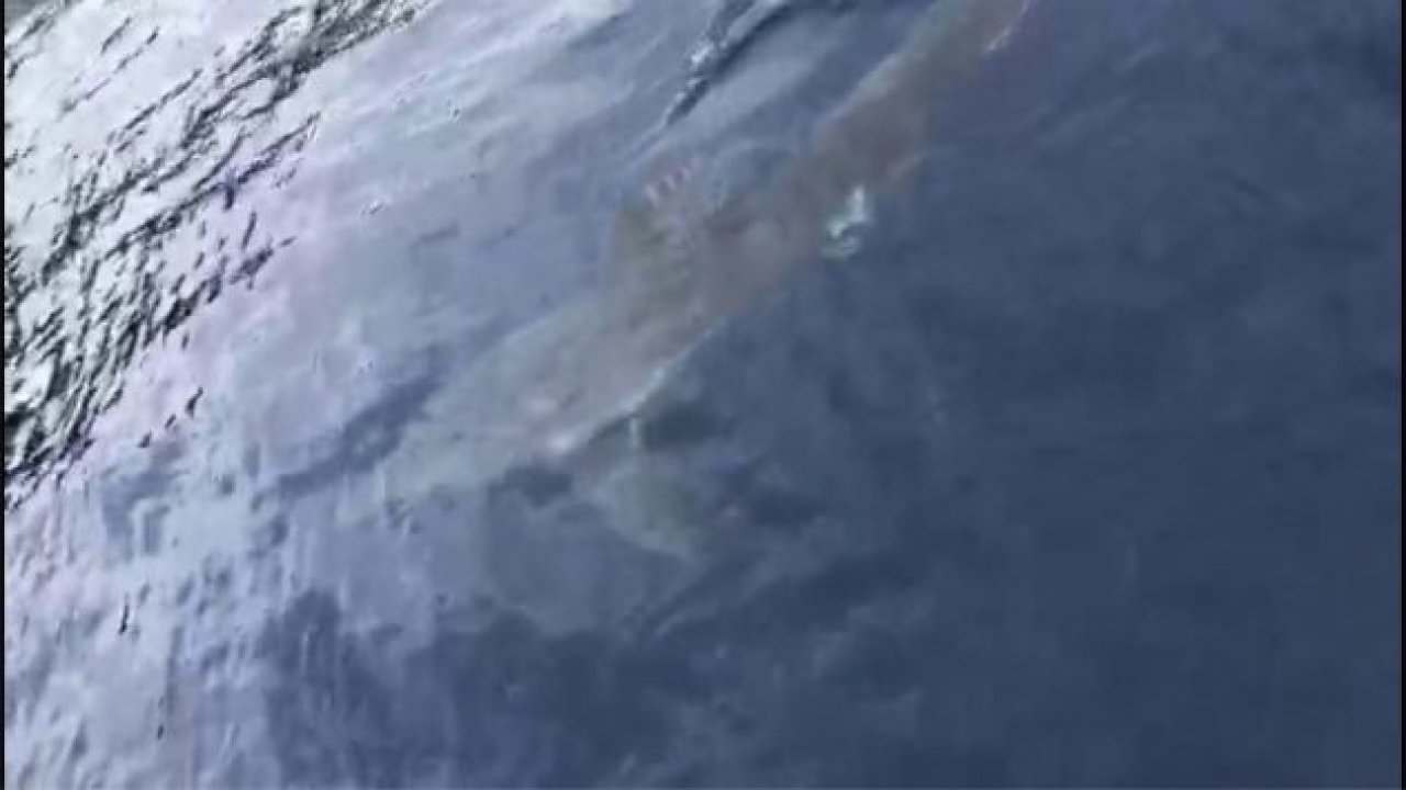 Marmaris’te köpek balığı