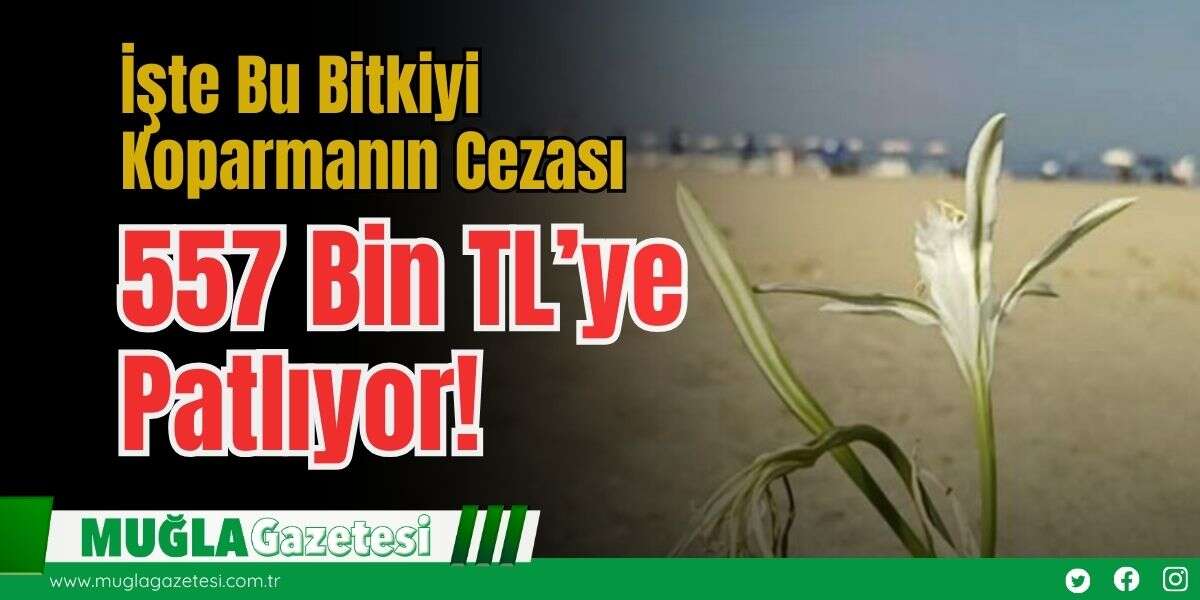 İşte Bu Bitkiyi Koparmanın Cezası 557 Bin TL’ye Patlıyor!