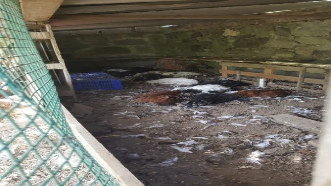 Kümeste gördüğü manzara karşısında şok oldu