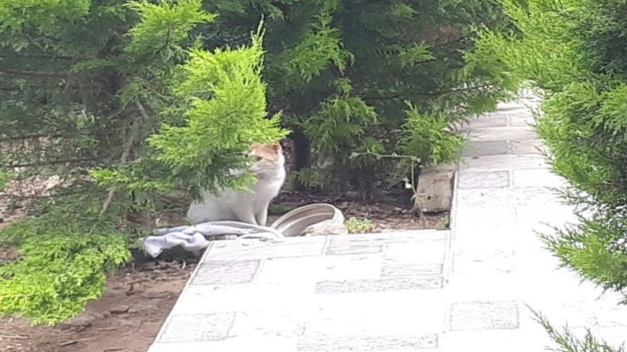 Anne kedinin çaresizliği yürek sızlattı