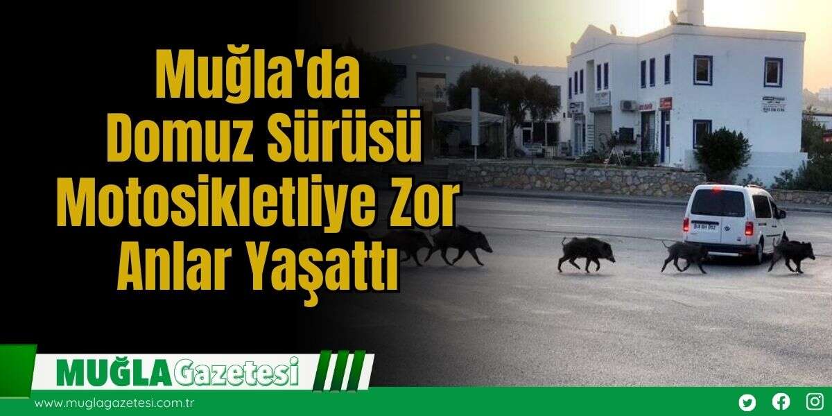 Muğla'da Domuz Sürüsü Motosikletliye Zor Anlar Yaşattı
